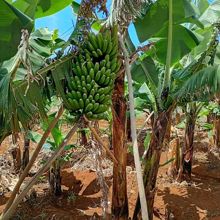 Madeira Roots